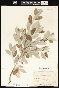 Salix glauca image