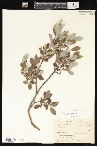 Salix glauca image