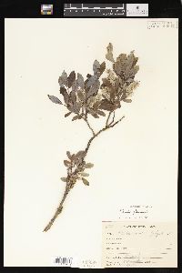 Salix glauca image