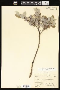 Salix glauca image