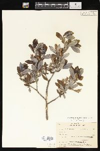 Salix glauca image