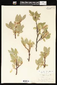 Salix glauca image