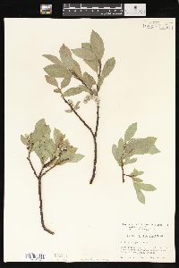 Salix glauca image