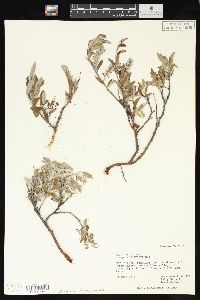 Salix glauca subsp. acutifolia image