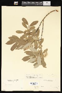 Salix glauca var. glabrescens image