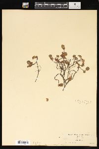 Salix herbacea image