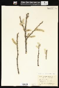 Salix hookeriana image