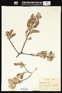 Salix hookeriana image