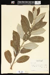 Salix hookeriana image