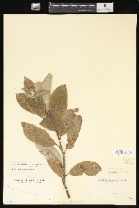 Salix hookeriana image