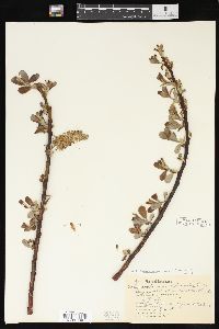 Salix hookeriana image