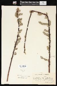 Salix hookeriana image