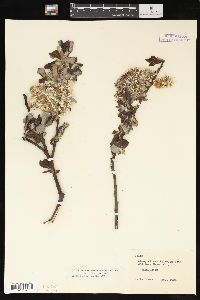 Salix hookeriana image