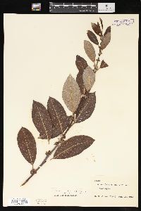 Salix hookeriana image