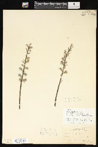 Salix humilis var. microphylla image