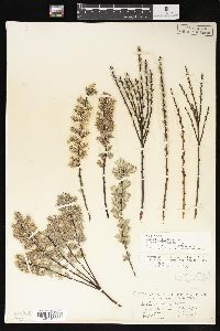 Salix humilis var. microphylla image