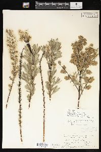 Salix humilis var. microphylla image