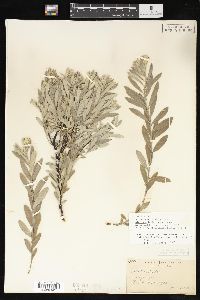 Salix humilis var. microphylla image