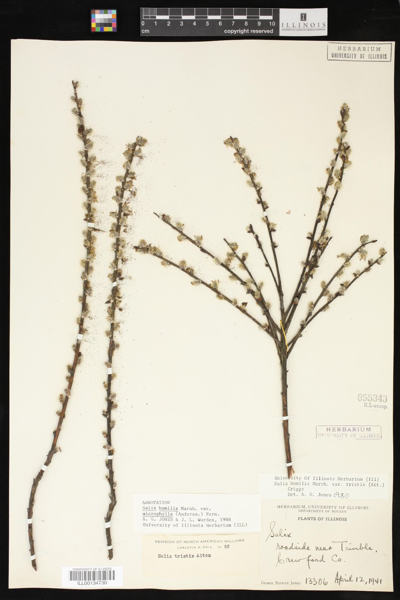 Salix humilis var. microphylla image