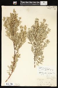 Salix humilis var. microphylla image