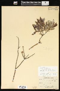 Salix humilis var. microphylla image