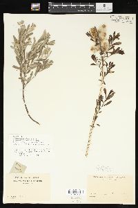 Salix humilis var. microphylla image