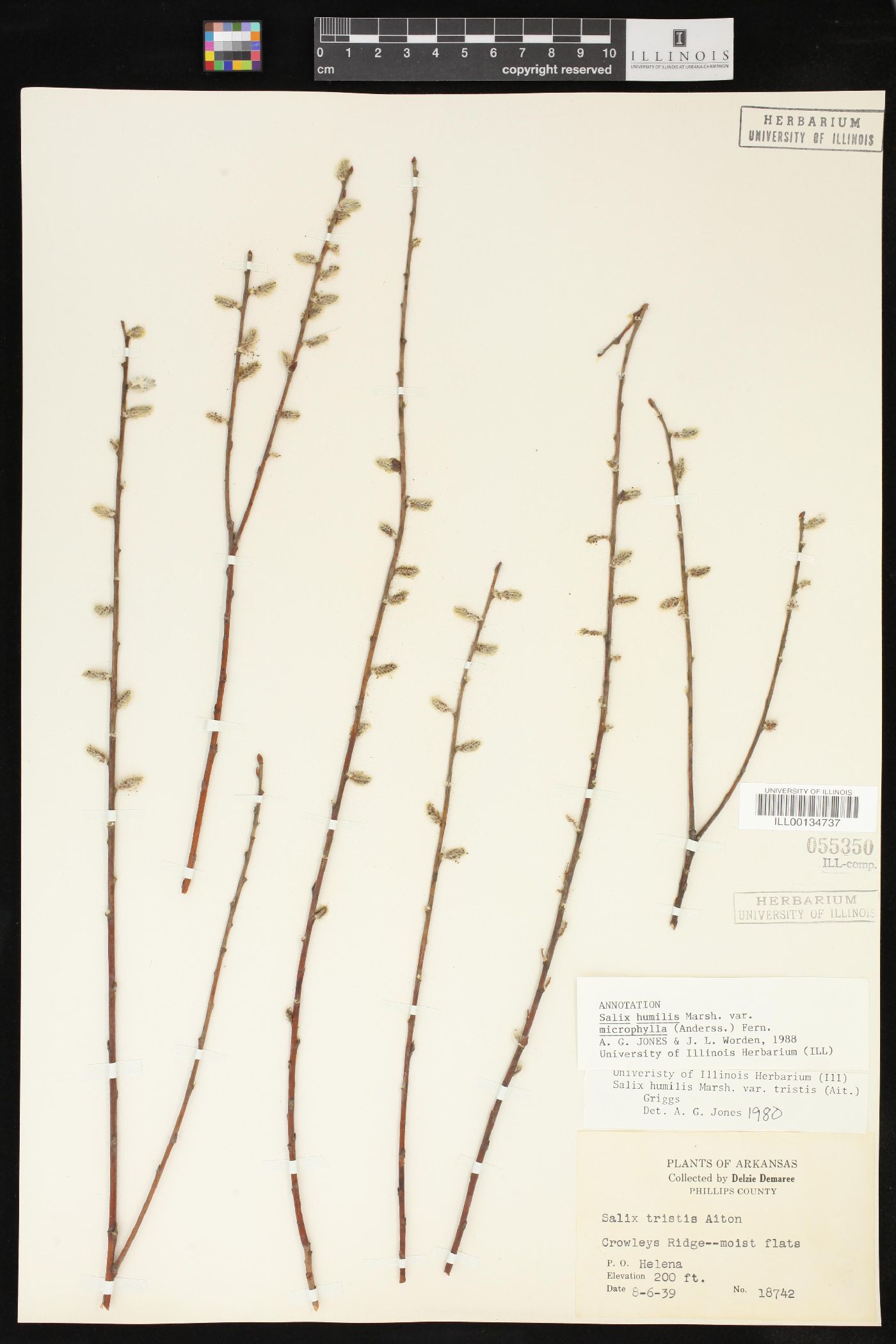 Salix humilis var. microphylla image