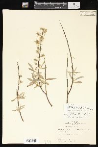 Salix humilis var. microphylla image