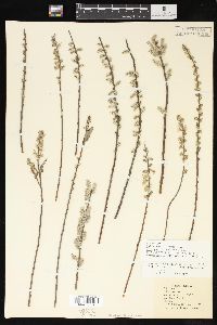 Salix humilis var. microphylla image