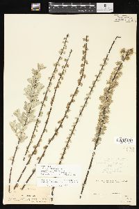 Salix humilis var. microphylla image