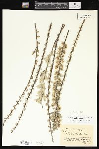 Salix humilis var. microphylla image