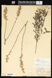 Salix humilis var. microphylla image