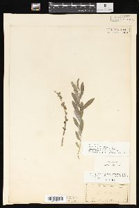 Salix humilis var. microphylla image