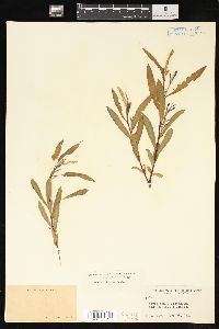 Salix interior image