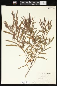 Salix interior image