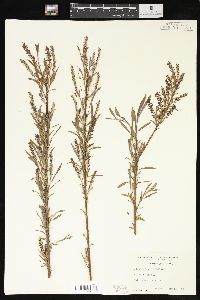 Salix interior image