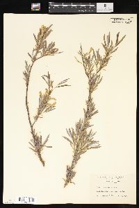 Salix interior image