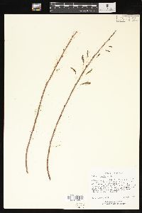 Salix interior image