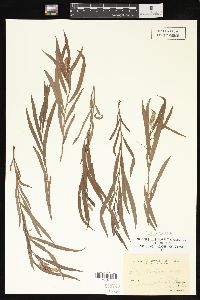 Salix interior image