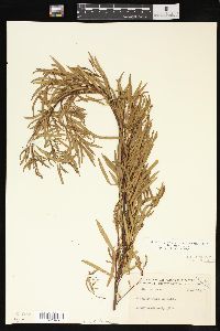 Salix interior image