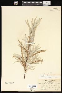 Salix interior image