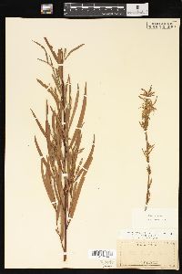 Salix interior image
