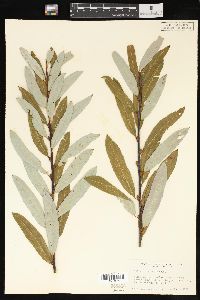 Salix irrorata image