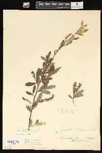 Salix laevigata image