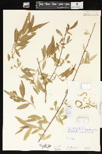 Salix laevigata image