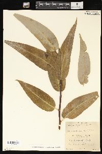 Salix laevigata image