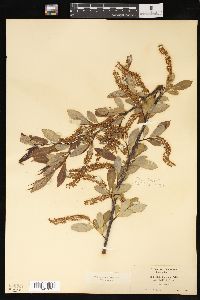 Salix laevigata image