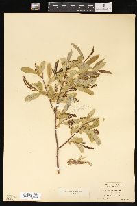 Salix laevigata image