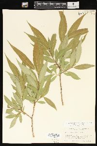 Salix lasiandra image