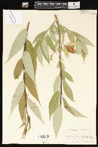 Salix lasiandra image